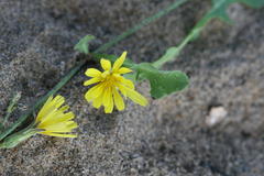 Launaea sarmentosa